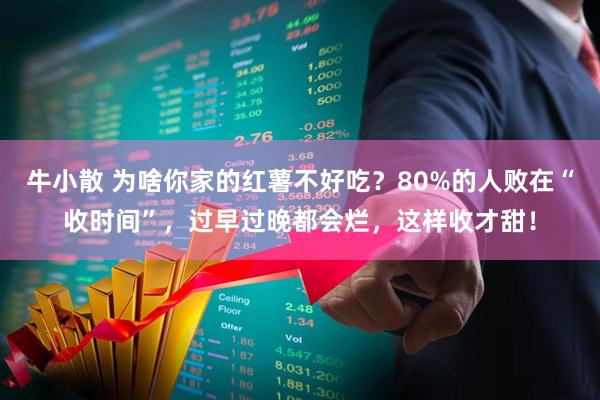 牛小散 为啥你家的红薯不好吃?80%的人败在“收时间”,过早过晚都会烂,这样收才甜!